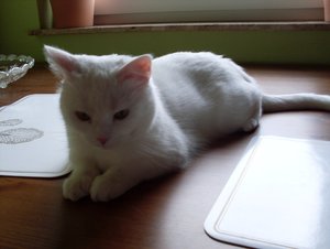 Sweety auf Tisch.jpg