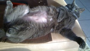 Pitù heute Morgen 06.11.2011.JPG