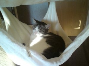 Trixi in der Hängematte am Kirstin Kratzbaum.JPG