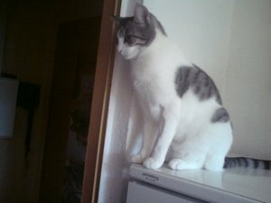 Trixi auf dem Kühlschrank.JPG