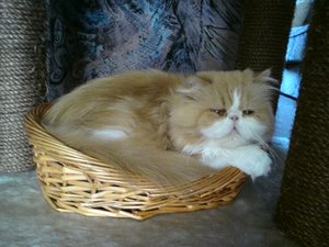 Rocco schaut aus kleinem Körbchen.jpg