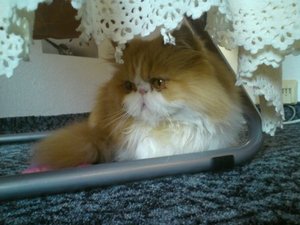 Rocco unter dem Sesel von Julia.JPG