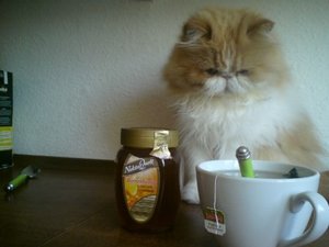 Rocco mit einer Tasse Tee und Honig.JPG