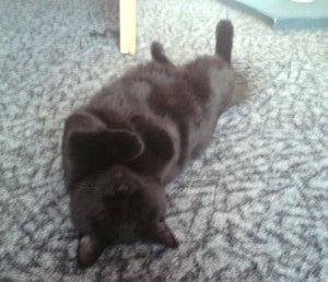 Mocca auf dem Rücken liegen.JPG