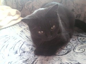 Mocca auf dem Sofa.JPG