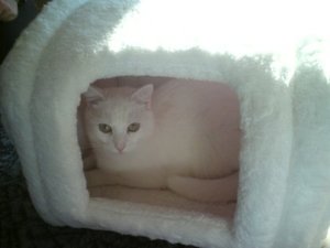 Flocki im weißen Kirstin Haus.JPG