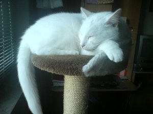 Flocki schlafend auf dem Kratzbaum.JPG