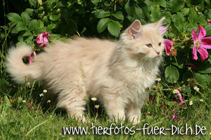 Harley-Patricia 6.jpg