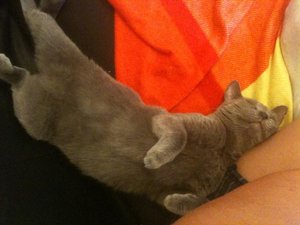 Yuki scläft bei Frauchen.jpg