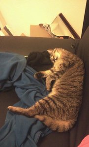 Mäusschen am schlafen.jpg