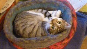 Jimmy Bettentester.jpg