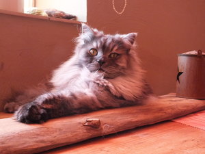 Azula und Chico 042.JPG