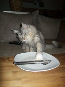 Azula 10.08.2011 030.JPG