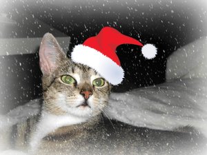 Diva Weihnachten.jpg