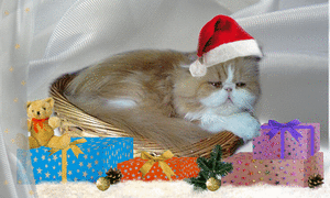 Rocco mit vielen Weihnachtsgeschenken.gif