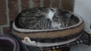 Bettchentest Cafe Ole.jpg