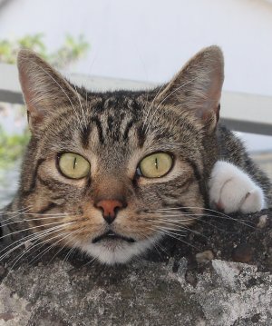 Chico von MeikeM-2013.jpg