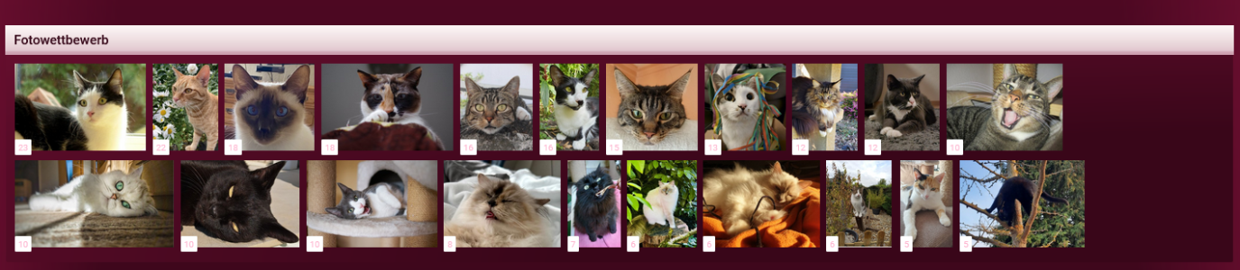 katzen-forum_herbst-katzen-portraitbilder-2023.PNG
