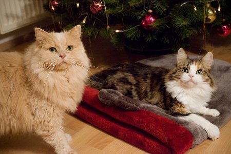 IMG_2875b.jpg IMG_2875b.jpg