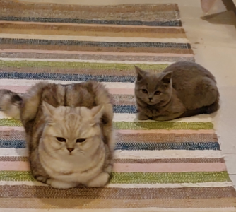 fralil.png fralil.png