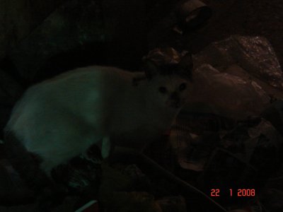 Katze schaut nach Exxbarem in der KeK DSC02548.JPG