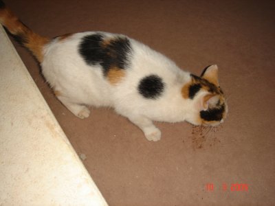 Mein kleines Mädchen an der Bar 1.JPG