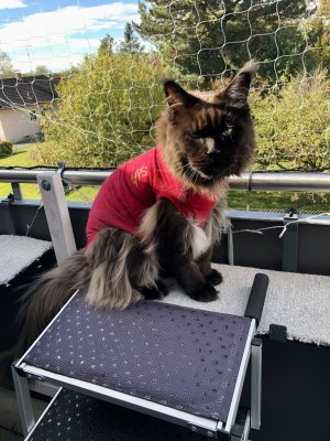 IMG_4428.jpeg IMG_4428.jpeg