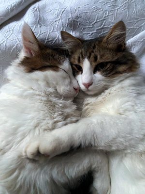 WhatsApp Bild 2024-02-19 um 16.10.20_66d04ce1.JPG