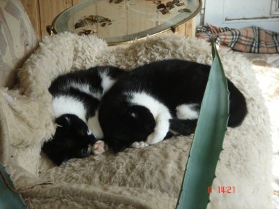 Bonny & Clyde Verandasessel Sommer 2013 05.JPG