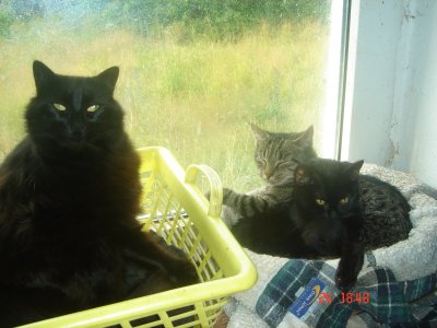 Trotula und Hypathia im Korb in der Küche 6-2015 mit Keppler.JPG