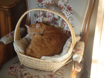 Mozart im Koerbchen des Esszimmers 1.JPG