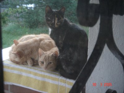 Schroedinger, Schwester Mme Curie und Mutter KLeine Bunte .JPG