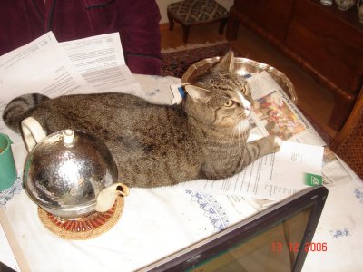 Grauchen a Esstisch 1.JPG