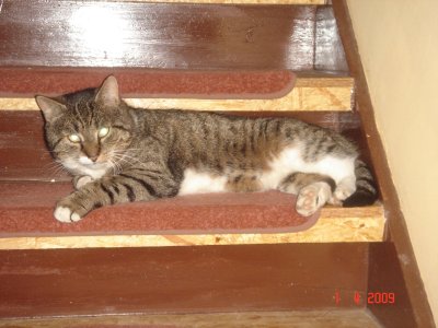 Grauchen 2 auf der Treppe.JPG