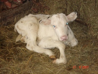 Attila - von der Kuh 51 und dem Albino-Bulli 1.JPG