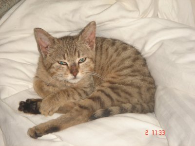 Einstein im Hotelzimmerbett 3.JPG