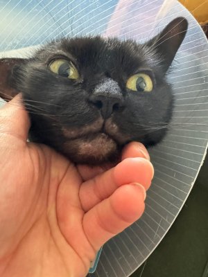 WhatsApp Image 2024-02-29 at 17.06.24.jpeg