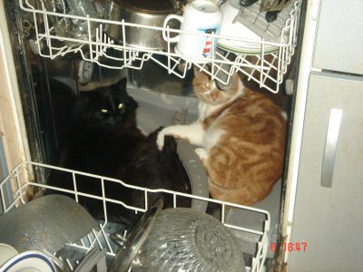 El Bandito im Geschirrspüler 01.JPG