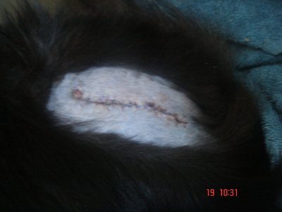 Kepplers Wundnaht 02.JPG