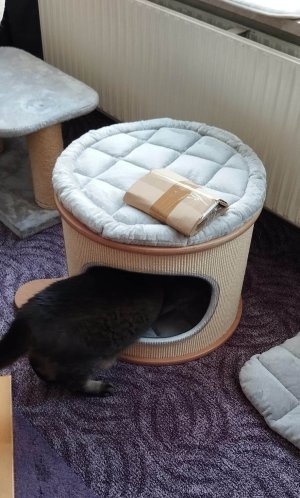 Kater wiegt 6Kg, passt locker.jpg