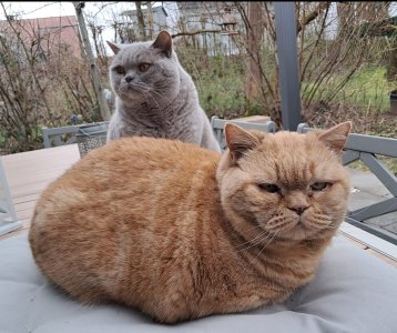 Screenshot_20240314_143739_com.android.gallery3d_edit_390176437302438 1.jpg