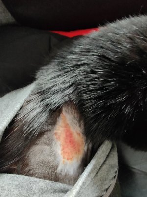 IMG_20240316_164237.jpg IMG_20240316_164237.jpg