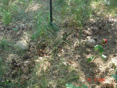 Grab von Grauchen(linker Stein) und Whitey (rechter Stein mit Rose)_1.jpg