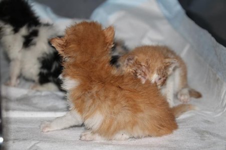 2018-09-02-4kitten-bijdik7.jpg
