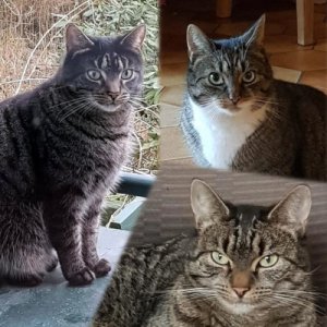 Tiere-Charly-Hanni-Nanni-01.jpg Tiere-Charly-Hanni-Nanni-01.jpg