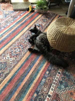 IMG_5721.jpeg IMG_5721.jpeg