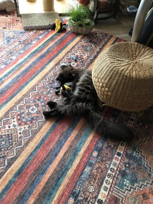 IMG_5724.jpeg IMG_5724.jpeg