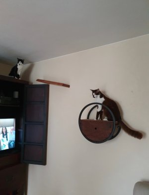 Screenshot_20240710_214632_Gallery.jpg Screenshot_20240710_214632_Gallery.jpg