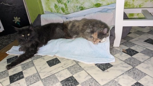 PXL_20240712_141656296.jpg PXL_20240712_141656296.jpg