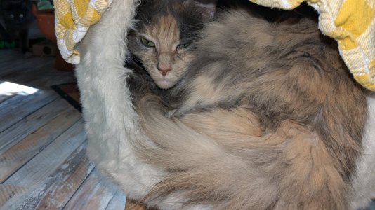 PXL_20240719_155805483.jpg PXL_20240719_155805483.jpg